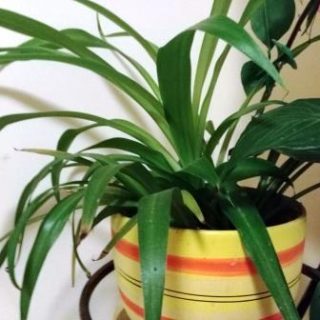 warsztaty ogrodnicze 320x320 - Warsztaty ogrodnicze dla seniorów