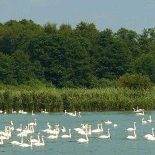 Nabrzeże jezioro z szuwarami i drzewami na brzegu. Po jeziorze pływają łabędzie